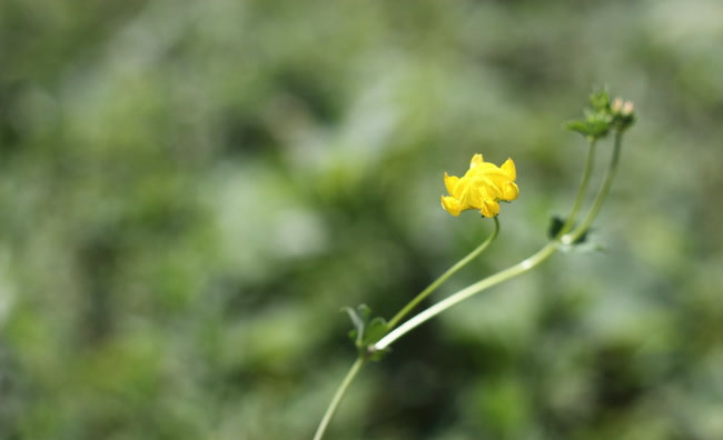 Birds-Foot Trefoil Flowers Birds-Foot Trefoil Flowers