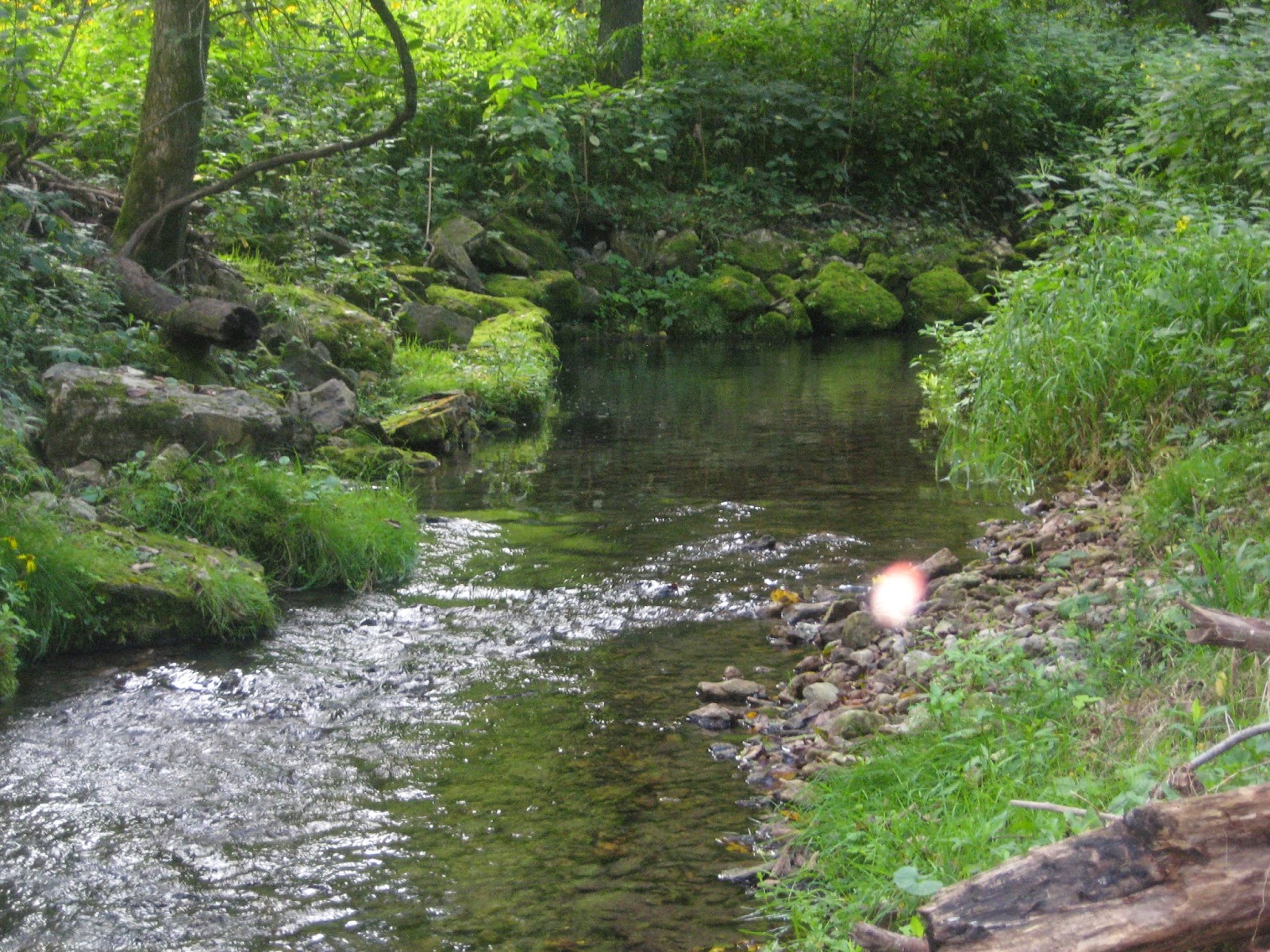 Minnesota Driftless Fly Fishing Trip Report In Search of Brook Trout