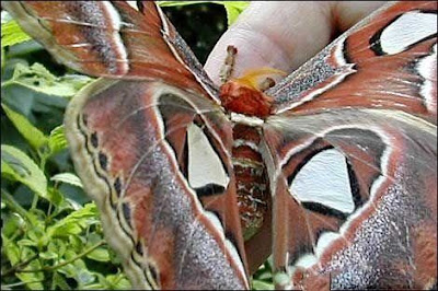 Atlas Moth - Biggest Butterfly in the World