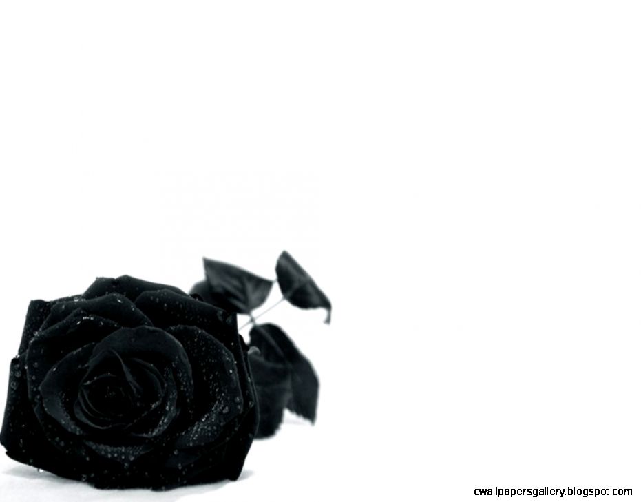 4981 Black Rose HD Desktop Background Wallpaper 4981 Black Rose HD Desktop Background Wallpaper