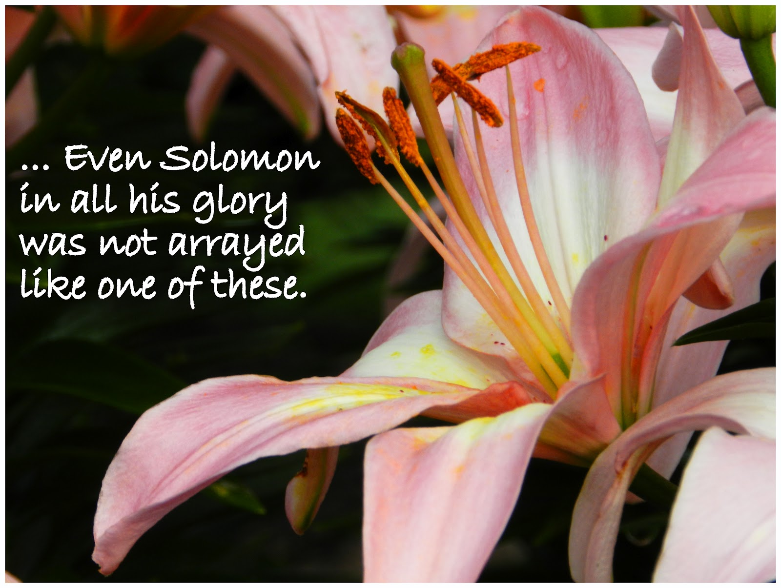 Living For Jesus Lilies of the Field