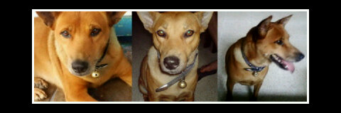 Natinbali My Doggies