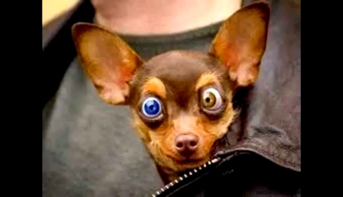 Funny Dog face 2015   Animal Video   YouTube Funny Dog face 2015   Animal Video   YouTube