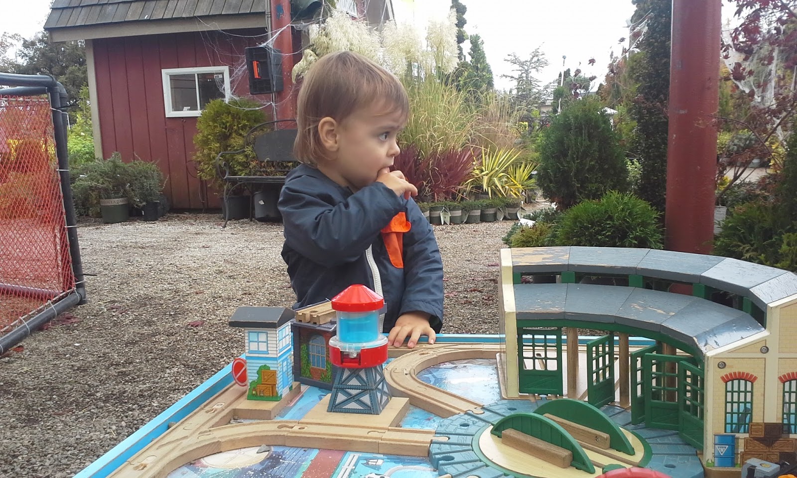 Fawn in BC Art Knapps (South Surrey)