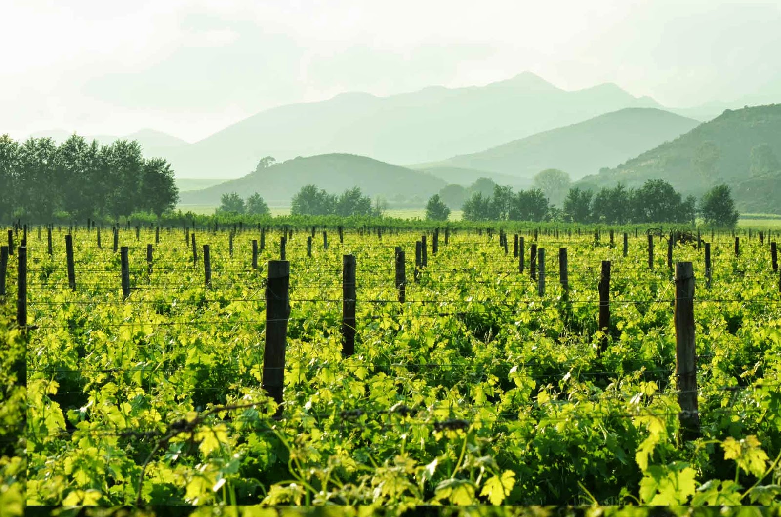 . Excelsior Wine Estate, Robertson