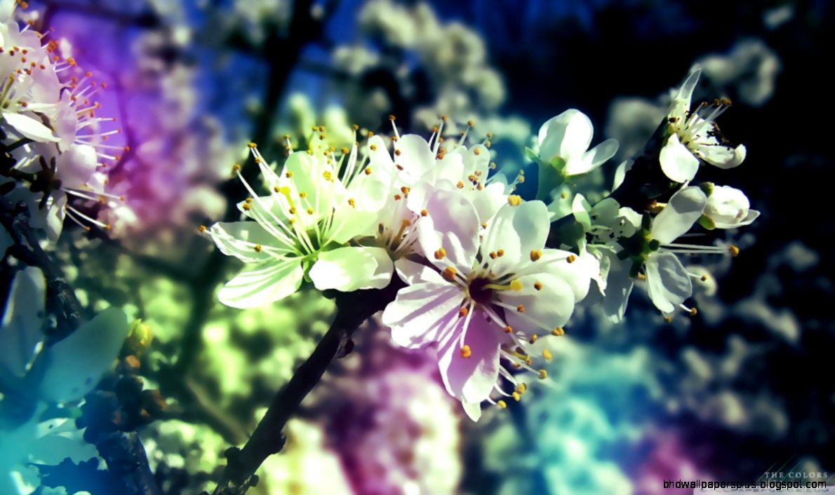 Colorful Spring HD desktop wallpaper  Widescreen  High Colorful Spring HD desktop wallpaper  Widescreen  High