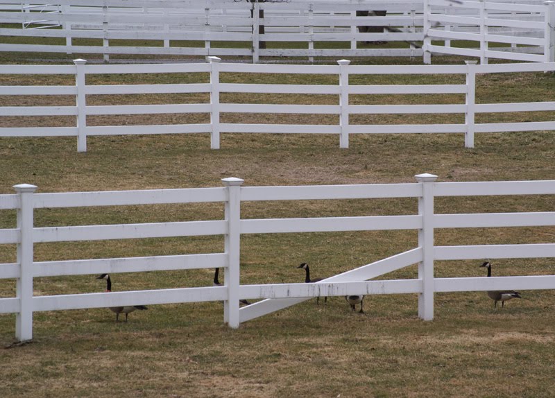 A Picture Each Day The Goose Fence