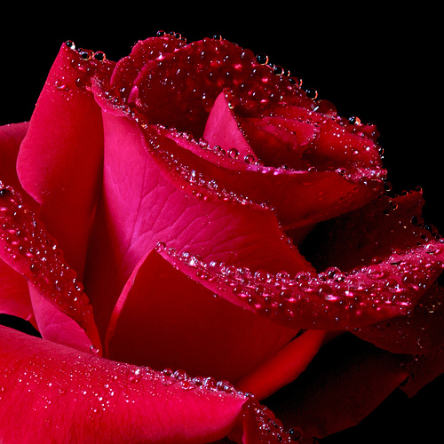 http://3.bp.blogspot.com/-rHB7rkLqSsc/UHWmsFVbh6I/AAAAAAAAA8A/15QAVA7981c/s1600/beautiful-roses.jpg