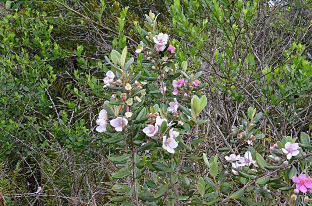 Space Coast Wildflowers May 2015