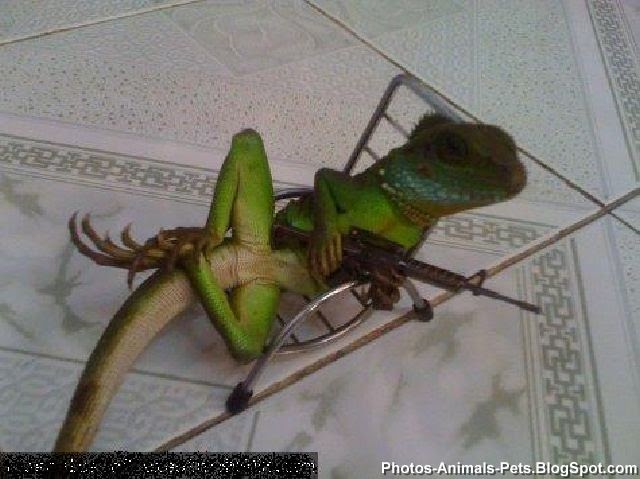 Funny pictures of reptiles