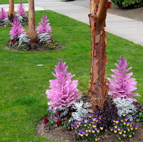 The British Gardener The Tropical Years Damn Good Plants
