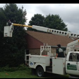 Easy Care Landscaping tree service in progress