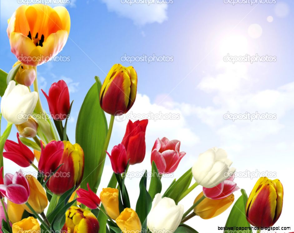 Beautiful spring flowers — Stock Photo © svitlana10 14340745 Beautiful spring flowers — Stock Photo © svitlana10 14340745
