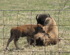 buffalo