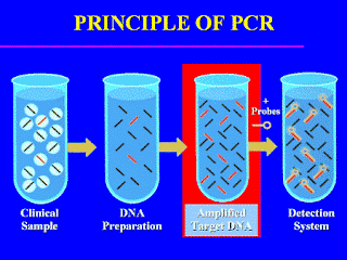 Các bước của kỹ thuật PCR.