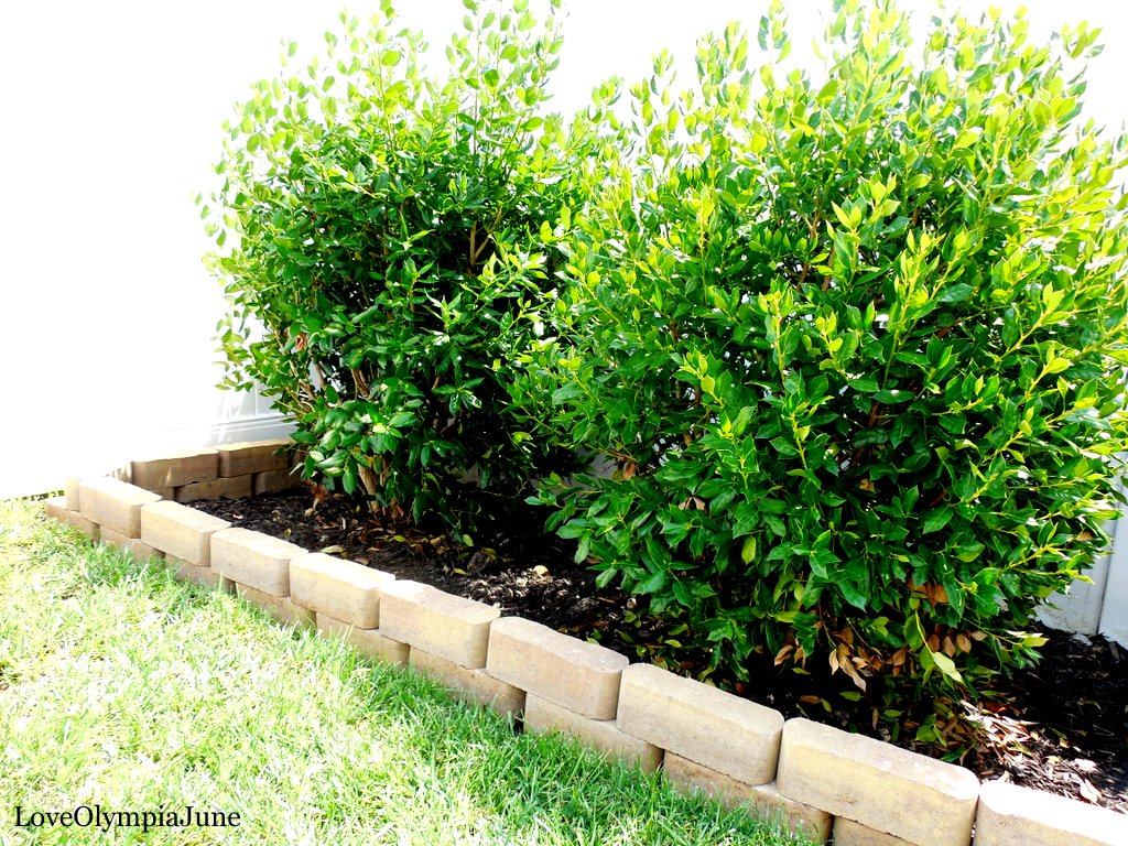 Boxwood Dirt Simple