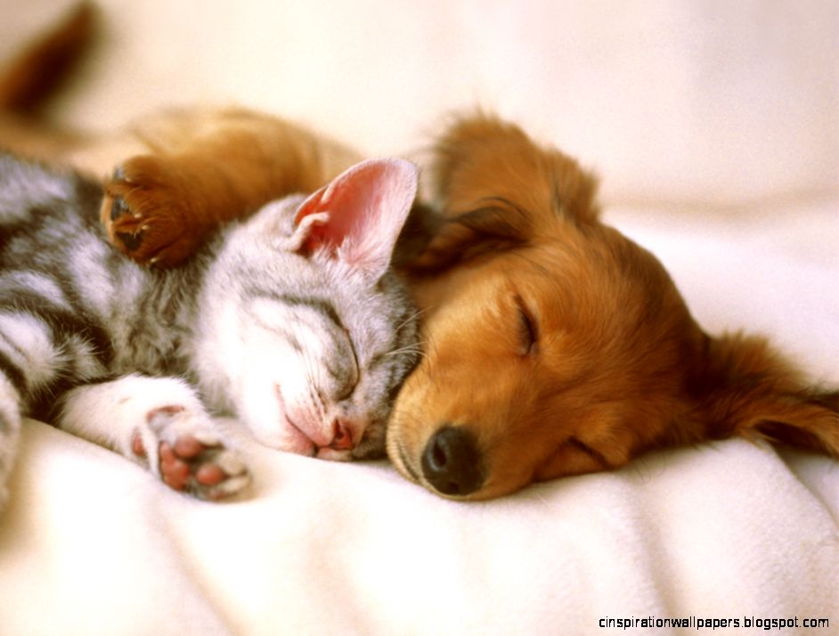 Cute Pet Wallpaper Best Pet Pics Cute Pet Wallpaper Best Pet Pics