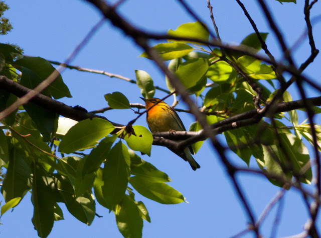 Blackburnian Warbler - Prospect Park, New York
