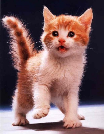 encontre o gato facebook resposta