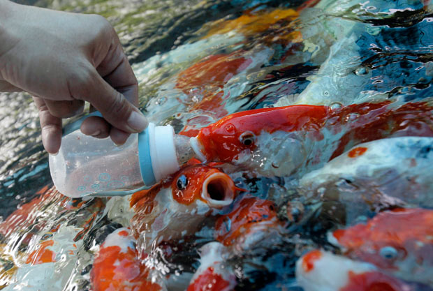 koi feeding