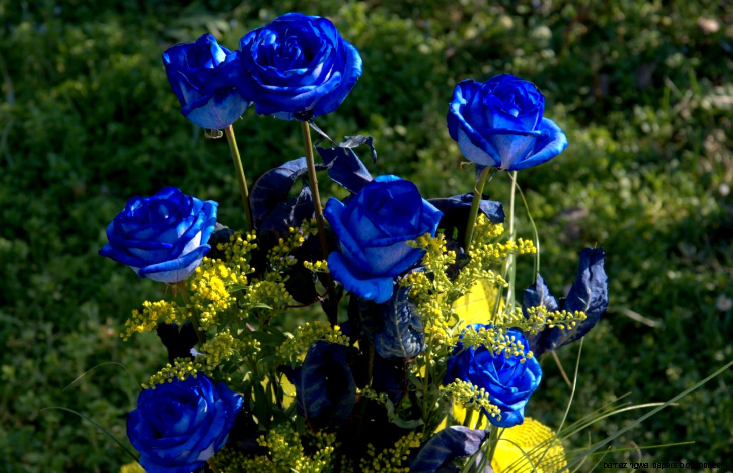 Blue Rose Flower Garden all hd flower garden Blue Rose Flower Garden all hd flower garden