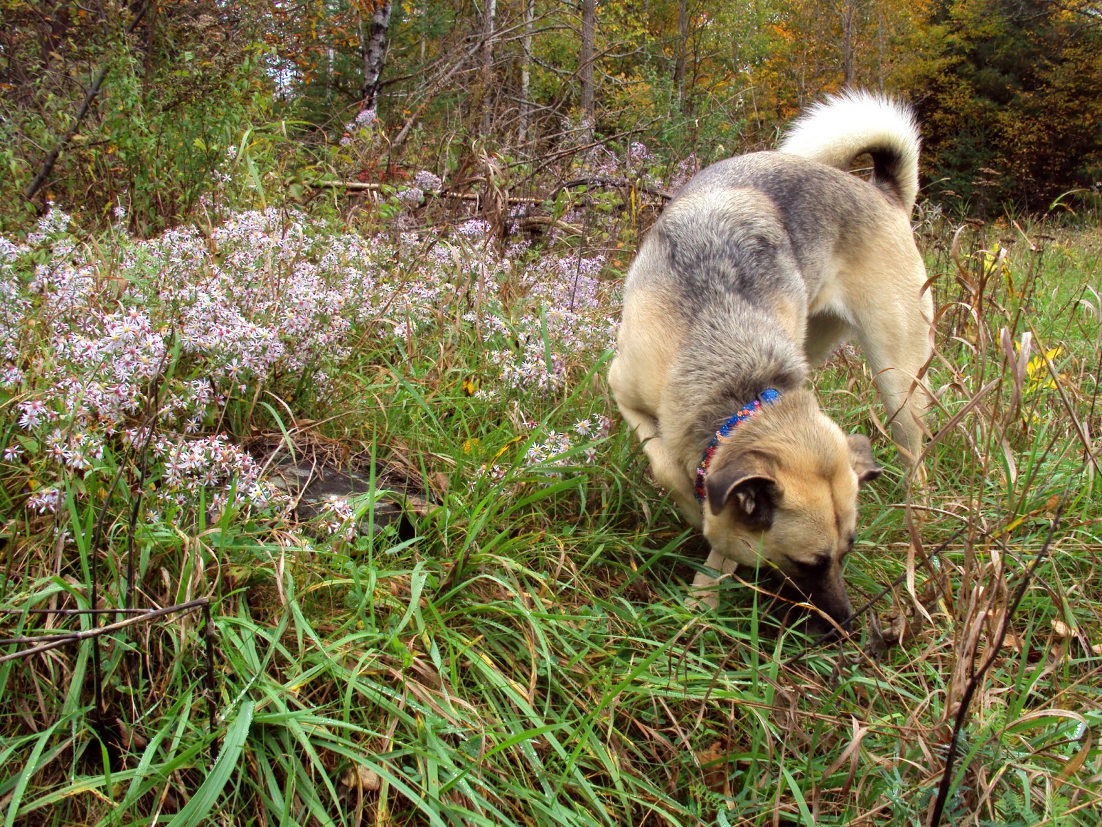 Ottawa Valley Dog Whisperer Dog Behaviour How to Get Your Dog to