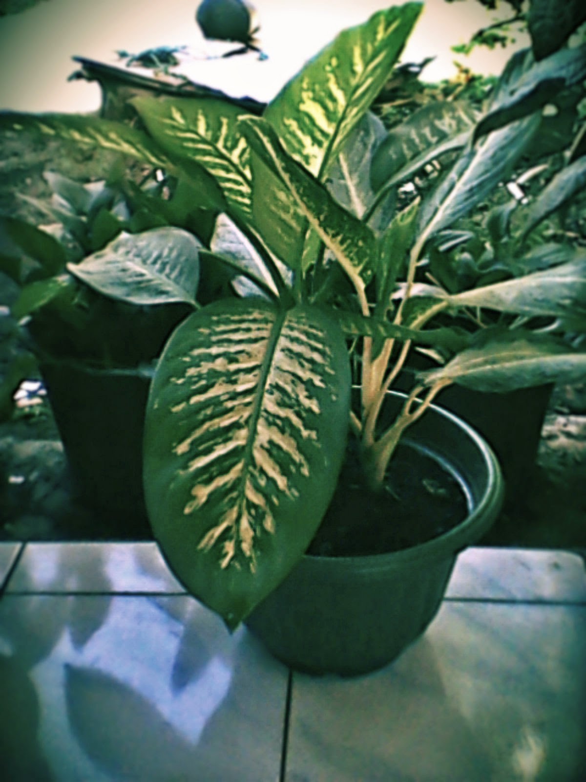 Contoh Kata Kata Promosi Tanaman Hias Edukasi Lif Co Id