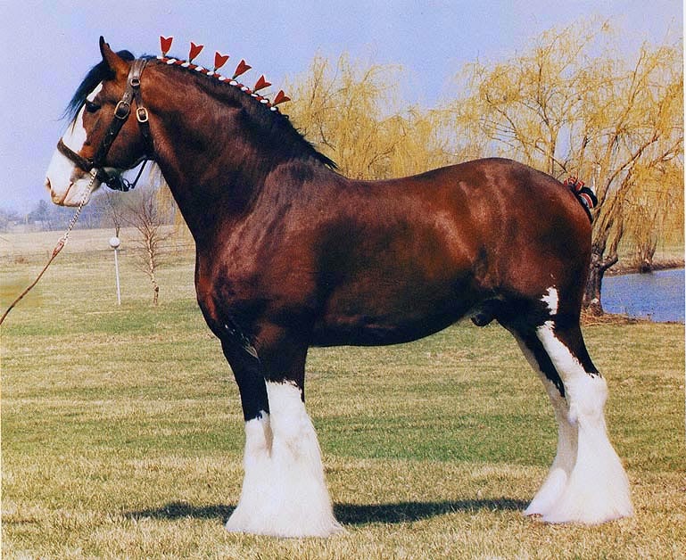 Follow the Piper CLYDESDALES