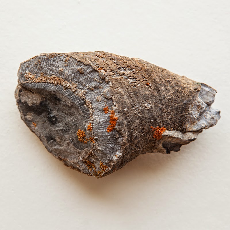 Ramblings Saddle Mountain Fossils and Rocks