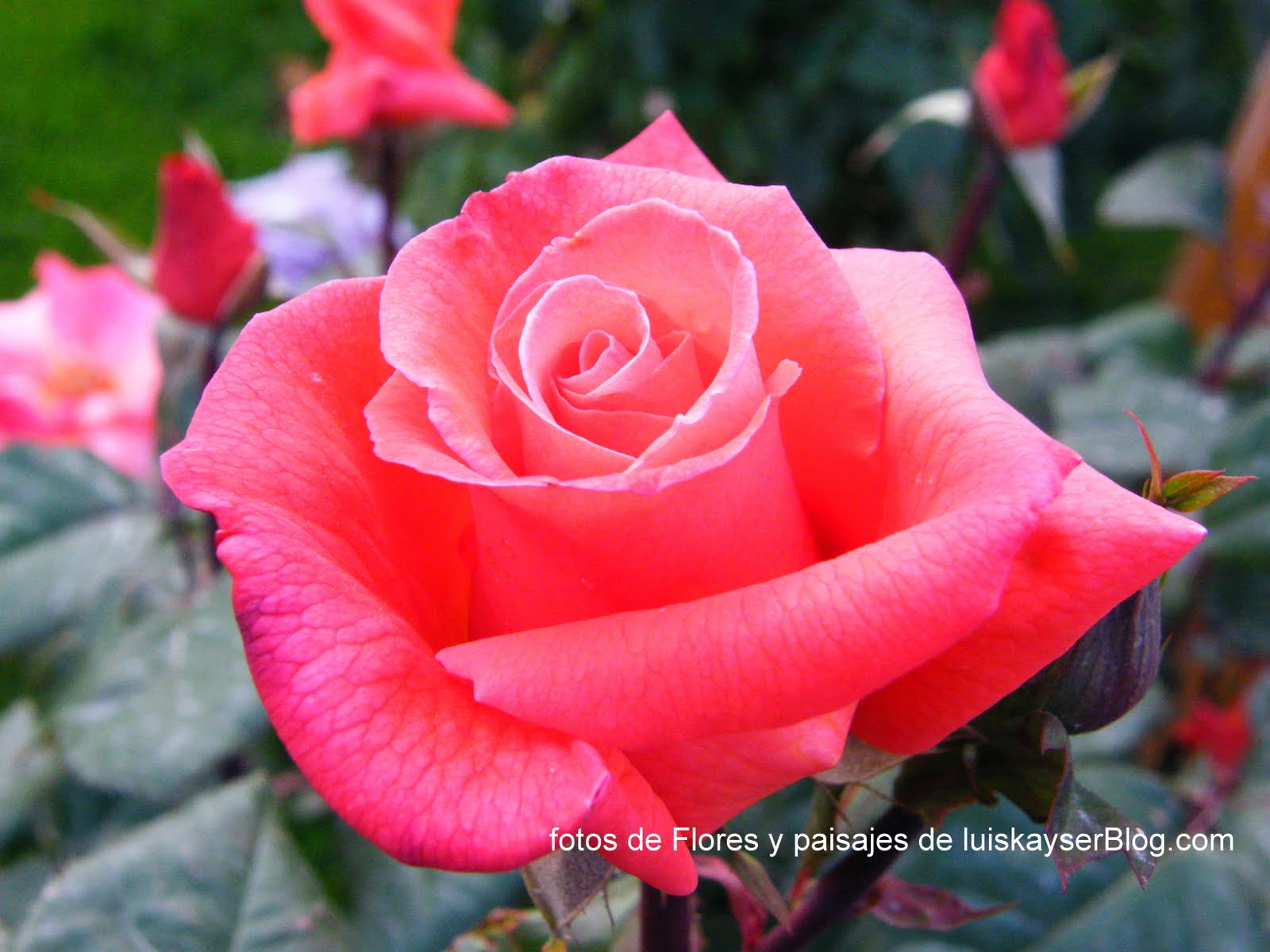 Fotos de Flores y Paisajes Bariloche: FLORES 1