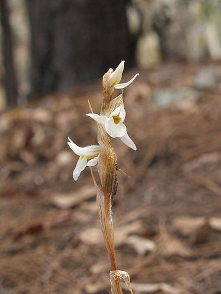 Deiregyne eriophora ORQUIDEAS MEXICANAS