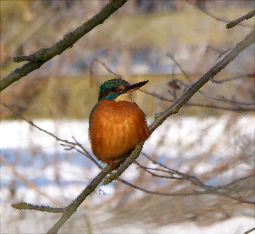 Peterborough Bird Club Gallery Kingfisher, Ferry Meadows