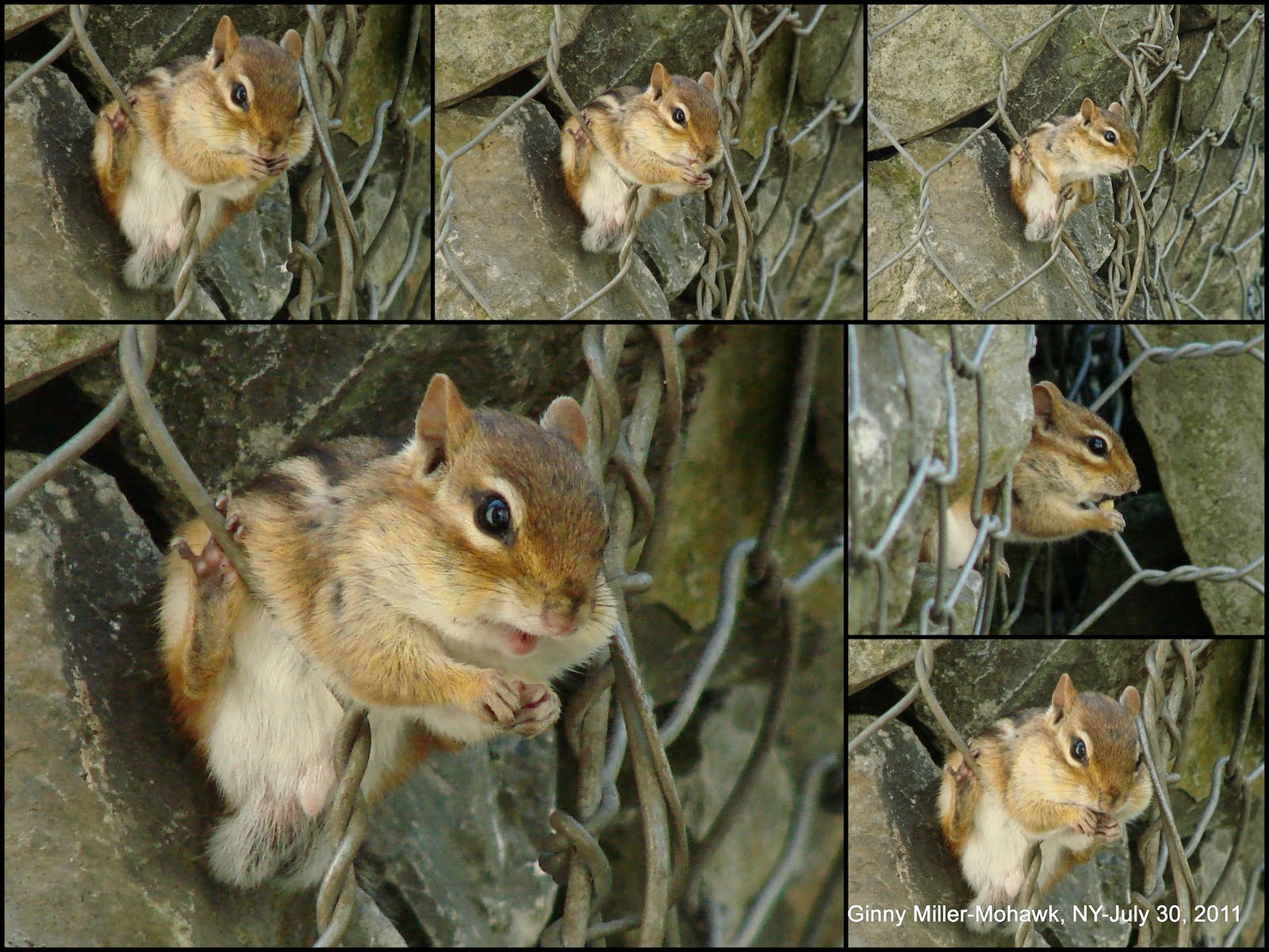 Male Chipmunk