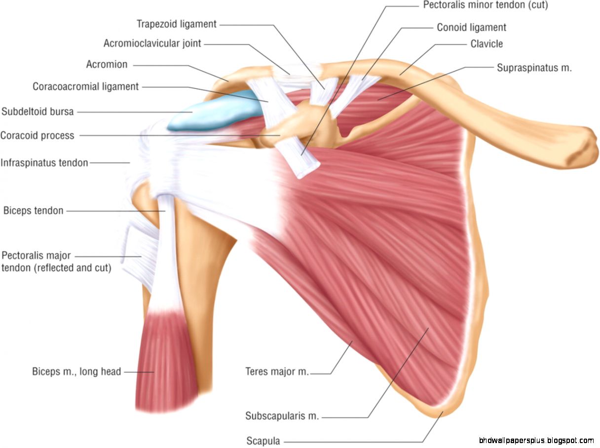 yzing Anatomy of the Shoulder and Arm Human Body Anatomy  www yzing Anatomy of the Shoulder and Arm Human Body Anatomy  www