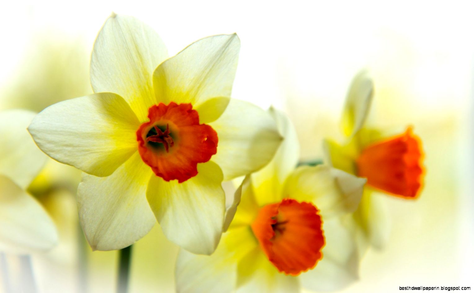 Daffodils Flowers Spring 7007253 Daffodils Flowers Spring 7007253