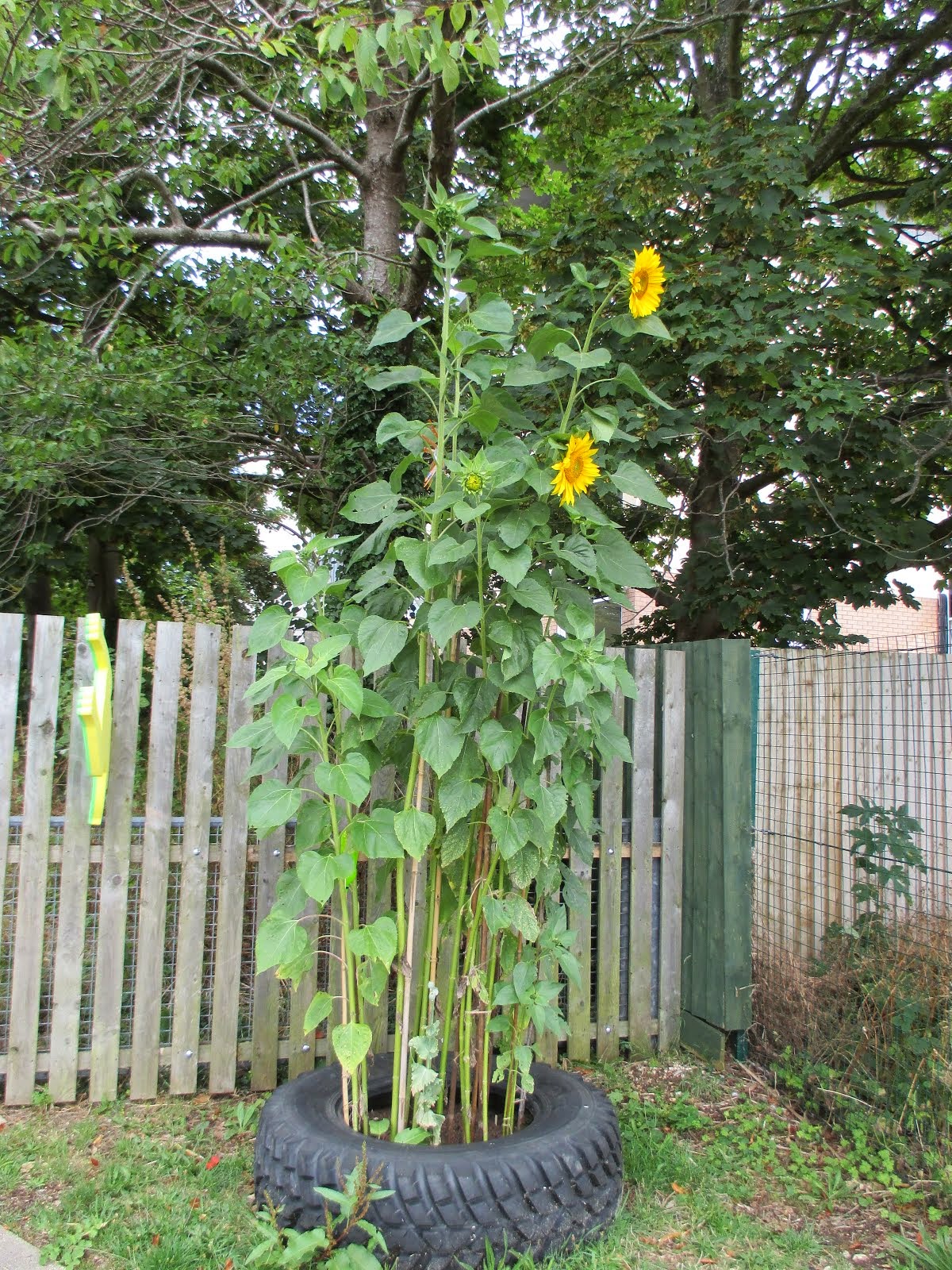 Our Sunflowers!