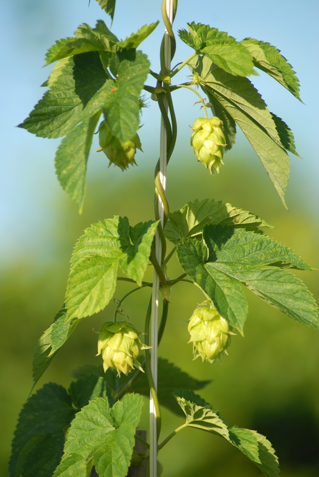 Hops in Florida New Photos Galileo's Bane