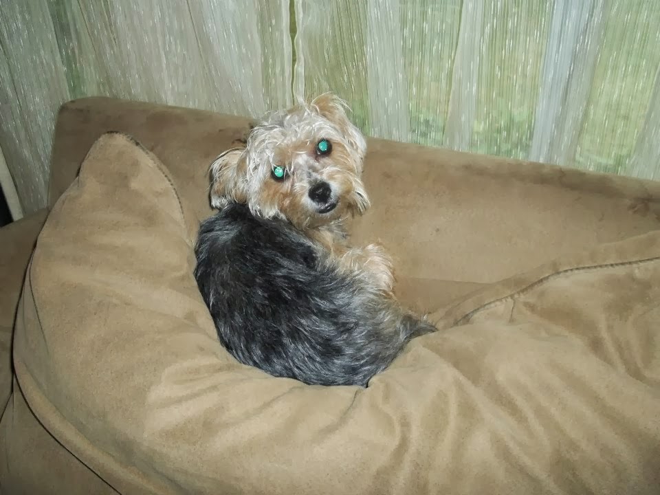 DIY Washable Doggie Pee Pee Pad/ Doggie Door Mat [Tutorial] One