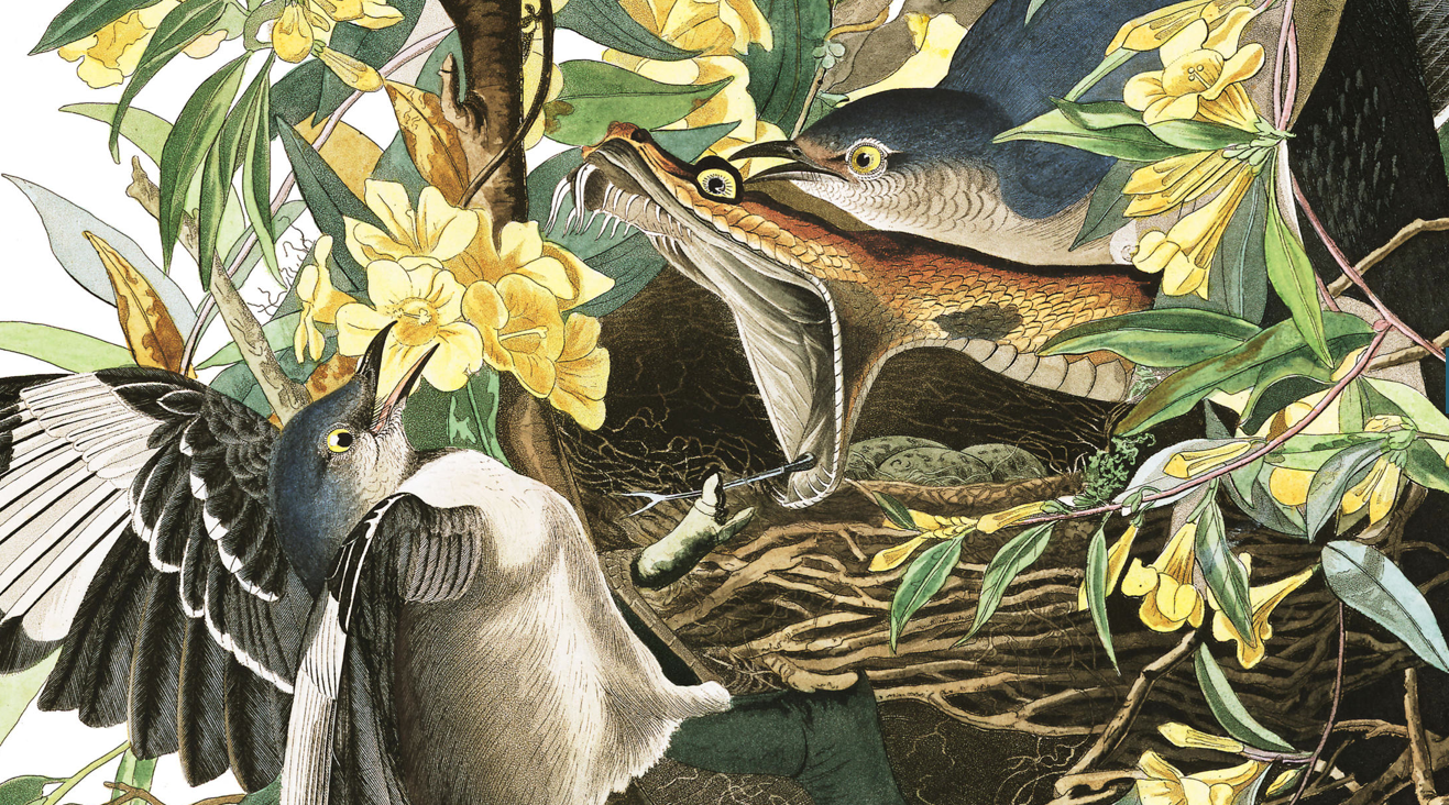 My Notting Hill FREE Audubon Prints high res