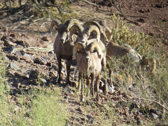 AZ+Desert+Bighorn+Sheep+Scouting+Pics+by+Colburn+and+Scott+Outfitters+6.JPG