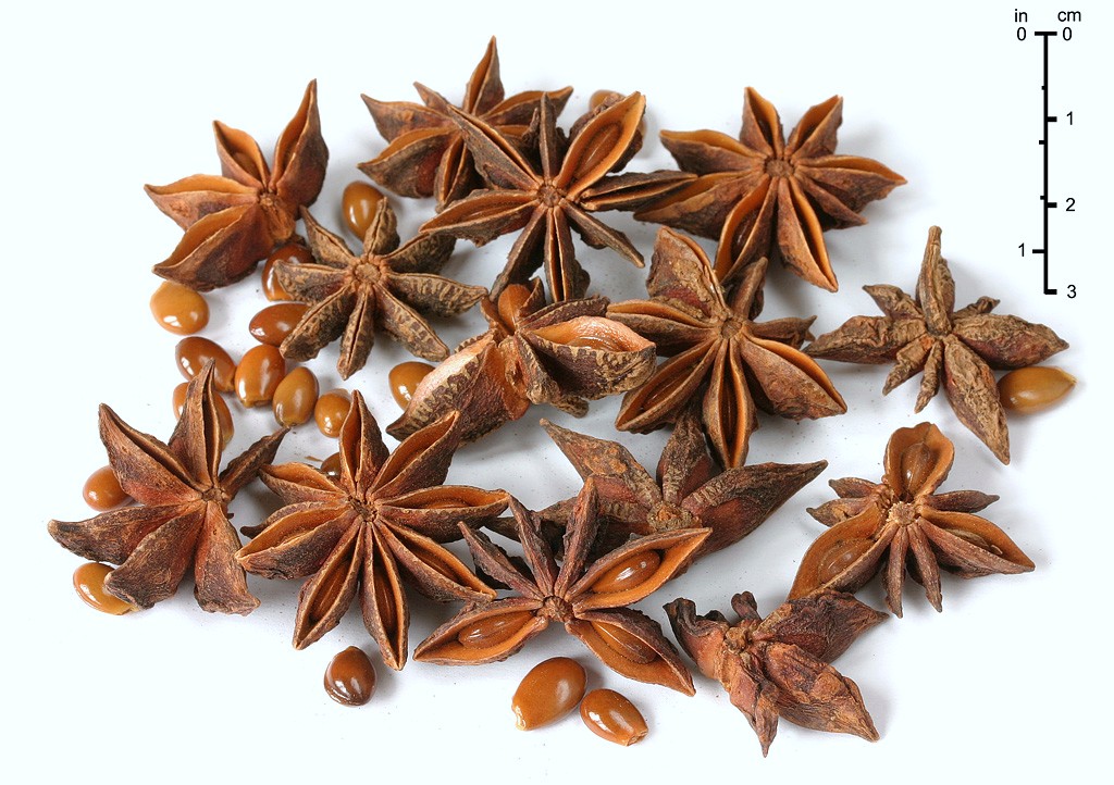 Growing Hermione's Garden Illicium verum Star Anise