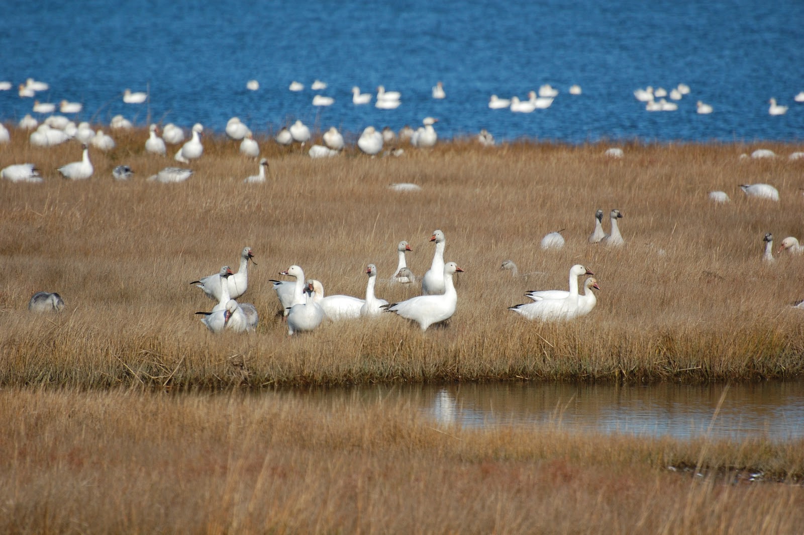 Urban Wildlife Guide Snow Geese!