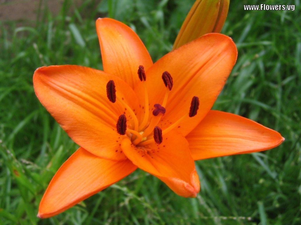 HD Lily FLower Wallpaper - HD Flower Wallpaper