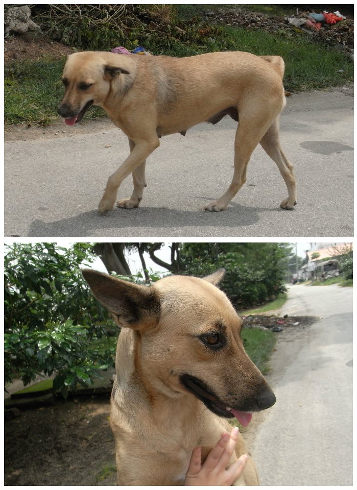 A female dog spayed (Queenie Loh Yun Yi’s) « AnimalCare