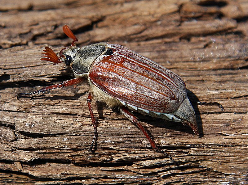 Murfs Wildlife Cockchafer Beetle