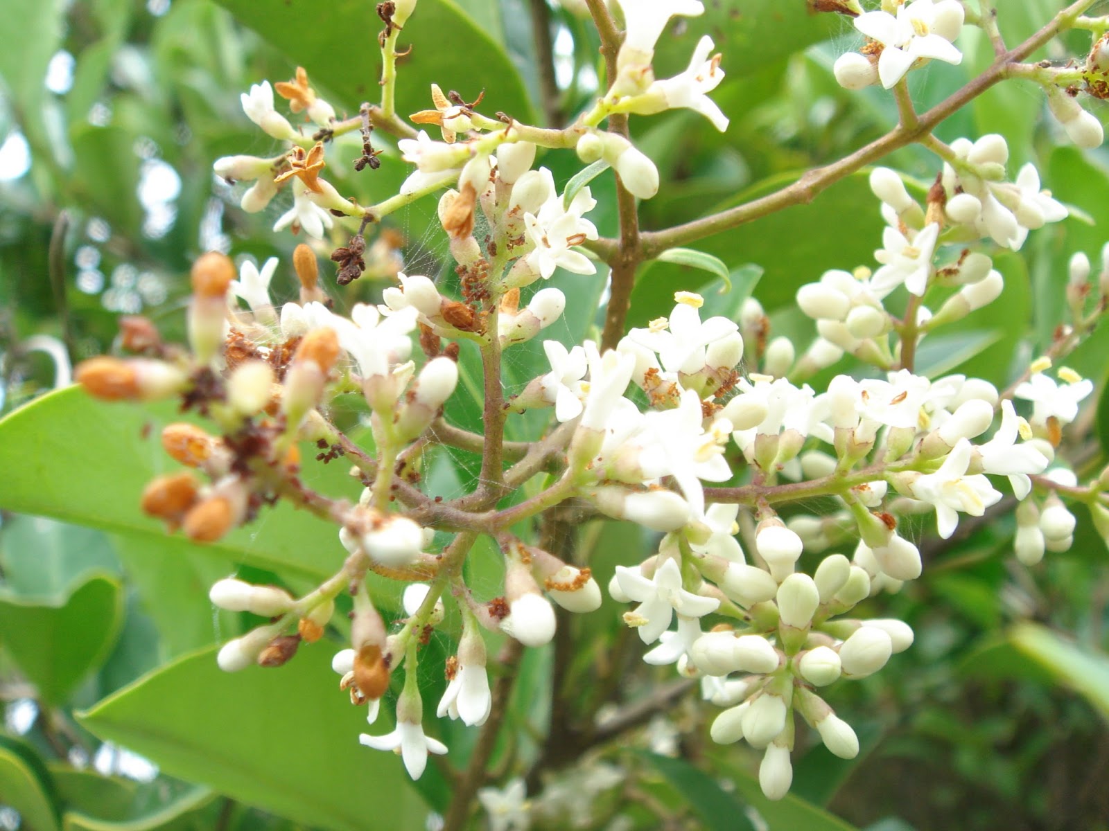 花が好き 鼠黐 唐鼠黐