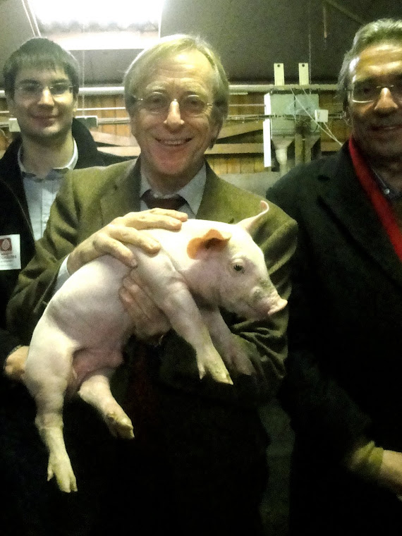 Le candidat et le petit cochon nu