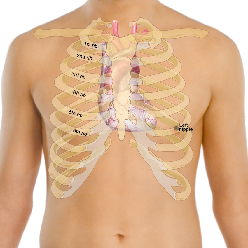 ANATOMY SMS: Orientation – Borders of the Heart posterior ecg lead placement diagram 