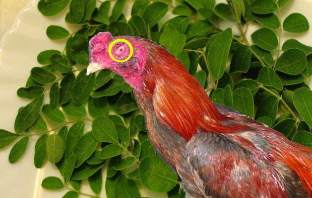 Ayam Bangkok dengan Luka Mata