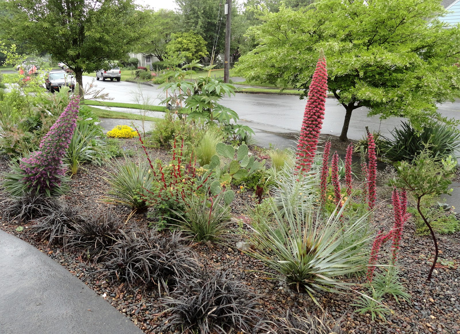 danger garden: How did my garden end up so colorful? The front garden, now…
